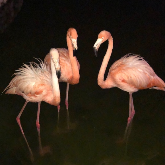 Meet your Posher, Lisa - Picture 1 of 1